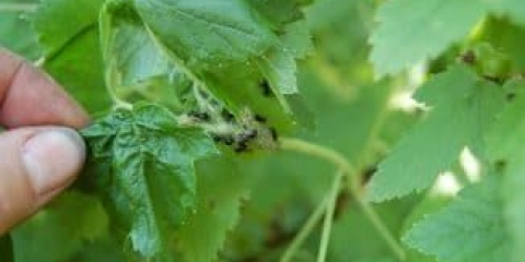 Opis lisnih uši na ribizli, njihove vrste i metode suzbijanja